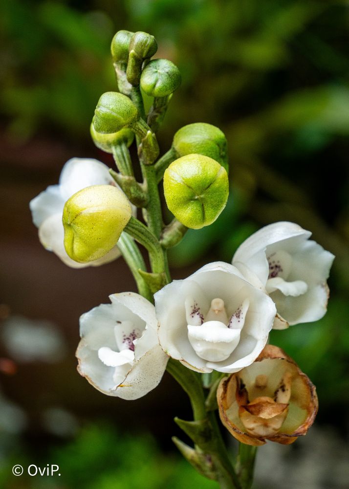 Photo of a dove orchid, alsonknown as holy ghost orchid.