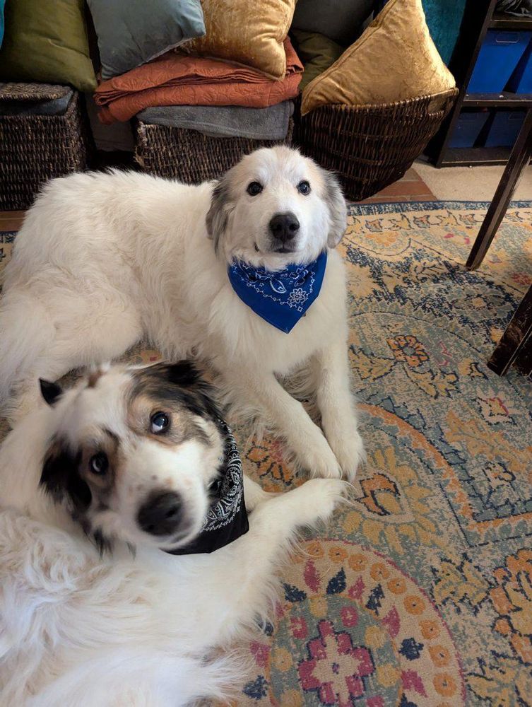 My two Great Pyrenees girlies, they are wearing bandanas around their necks, lying next to each other on a rug, with their paws touching because they are best buds, a bonded pair. 
