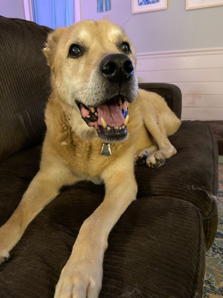 Otis, a 14 yo yellow lab mix, lounging on the couch with a big smile on his face