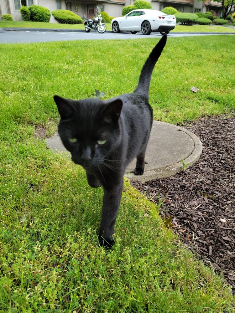 Skinny black cat with green eyes striding across lawn towards camera.