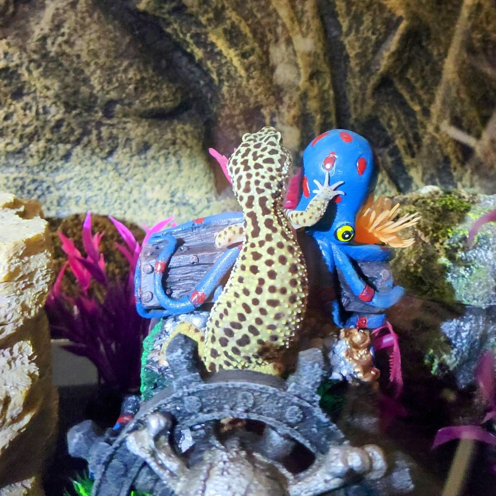 Blaxk spotted leopard gecko perches atop a blue octopus.