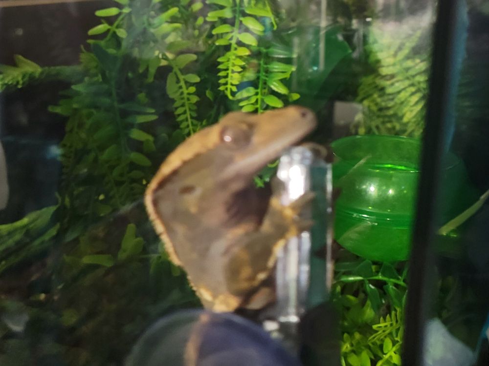 Brown created gecko hugs his viv's thermometer.