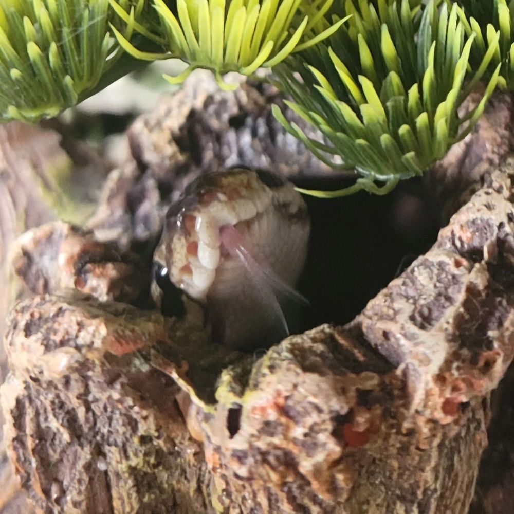 Ball python peeking from a faux hollow tree stump, tongue out.