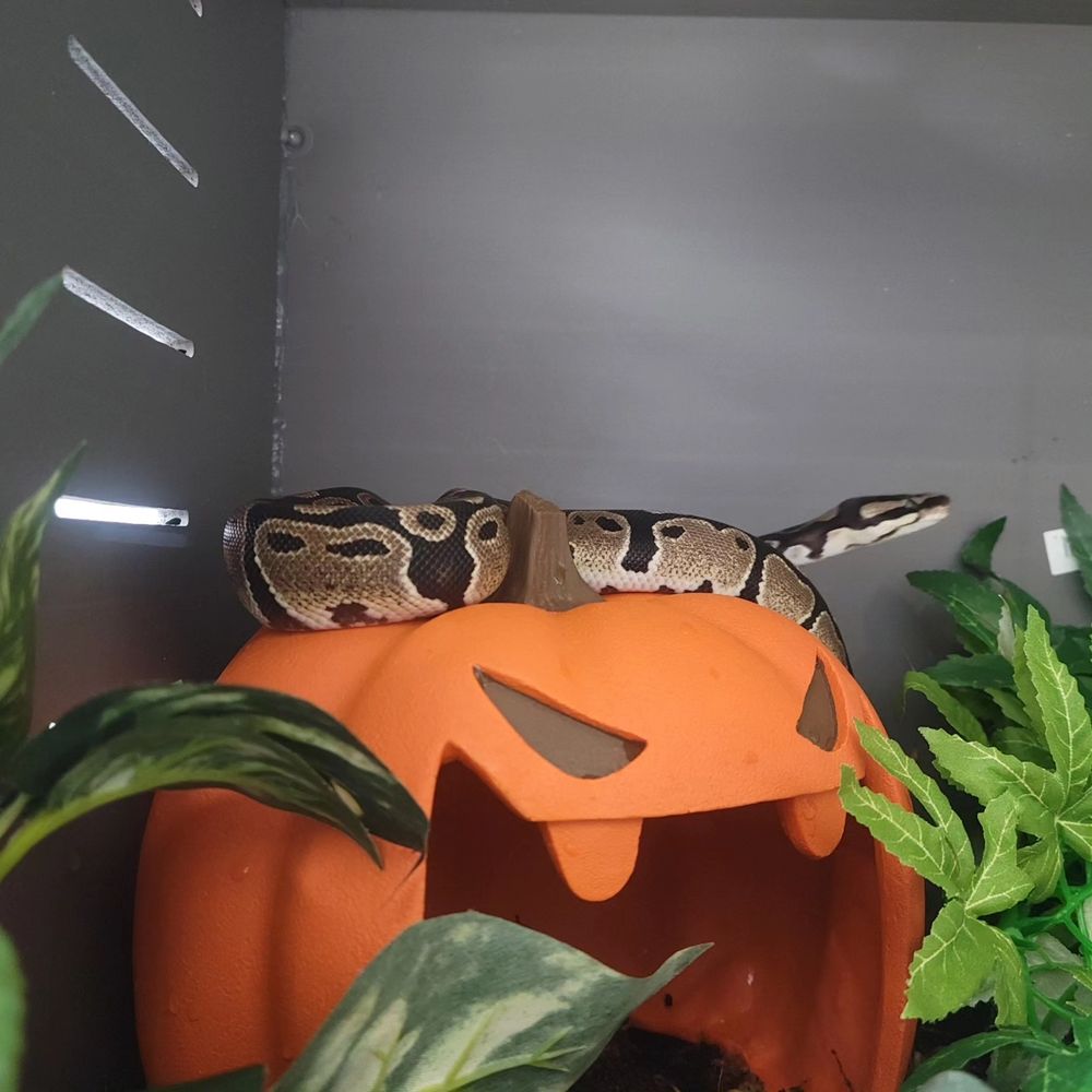 Ball python curled atop a jack o lantern hide.