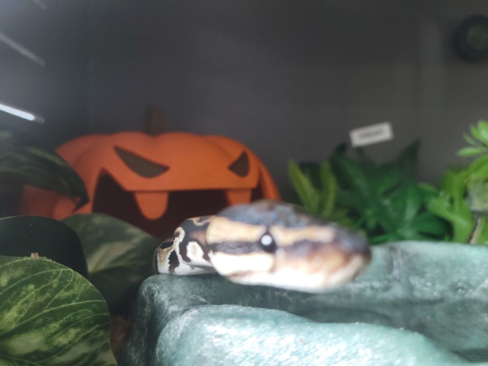 Close up of snek face