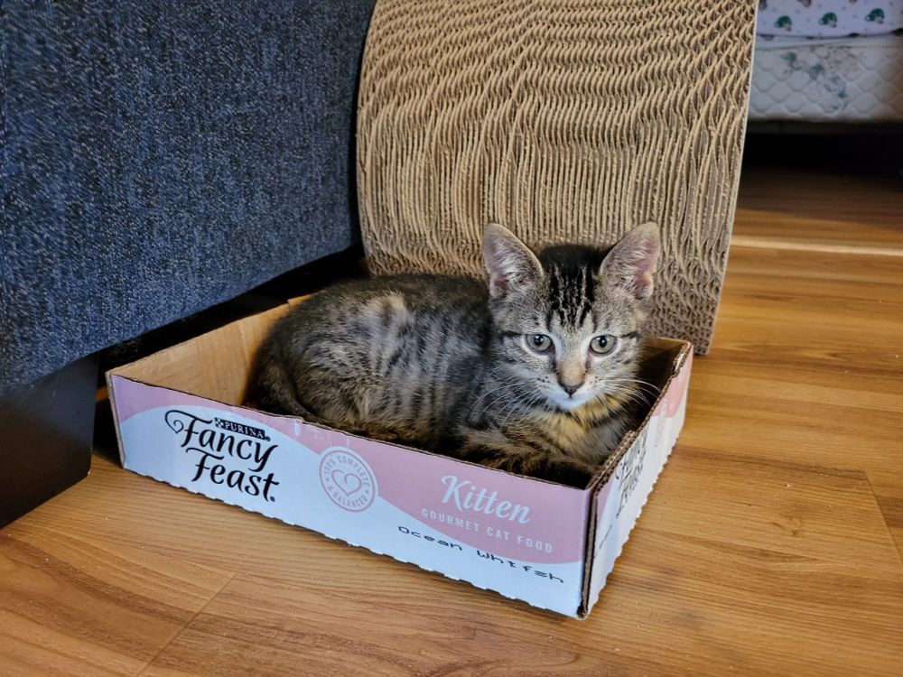 Grey tabby kitten loafs in a pink Fancy Feast kitten food case.