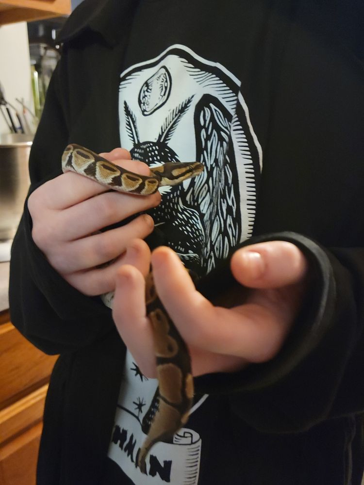 Hatchling ball python winds itself between tween child's fingers.