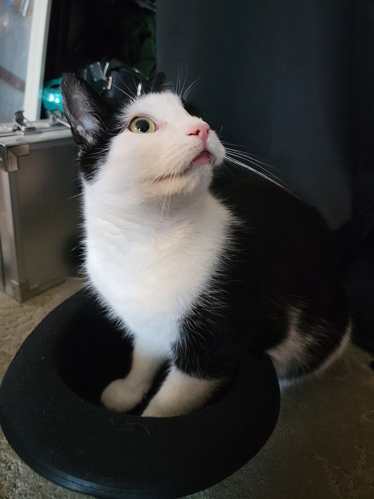 Derpy tuxedo cat gazes askance pink mouth weirdly parted.