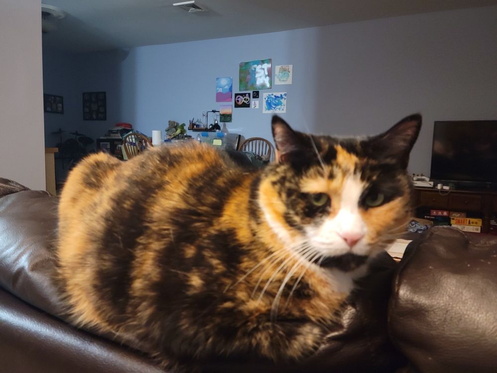 Calico cat loafs on the back of sofa.