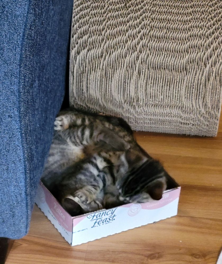 Two grey tabby kittens tussle in a Fancy Feast box.