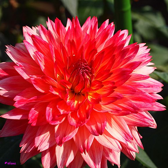 ダリアの花言葉は「華麗」「端麗」「優雅」「感謝」「気紛れ」だそうです。