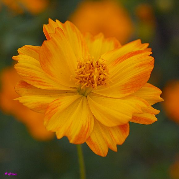 黄花秋桜の花言葉は「野生美」だそうです。