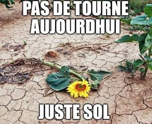 Meme avec une photo d'un tournesol au sol sur un sol desséché et une inscription "pas de tourne aujourd'hui juste sol" 