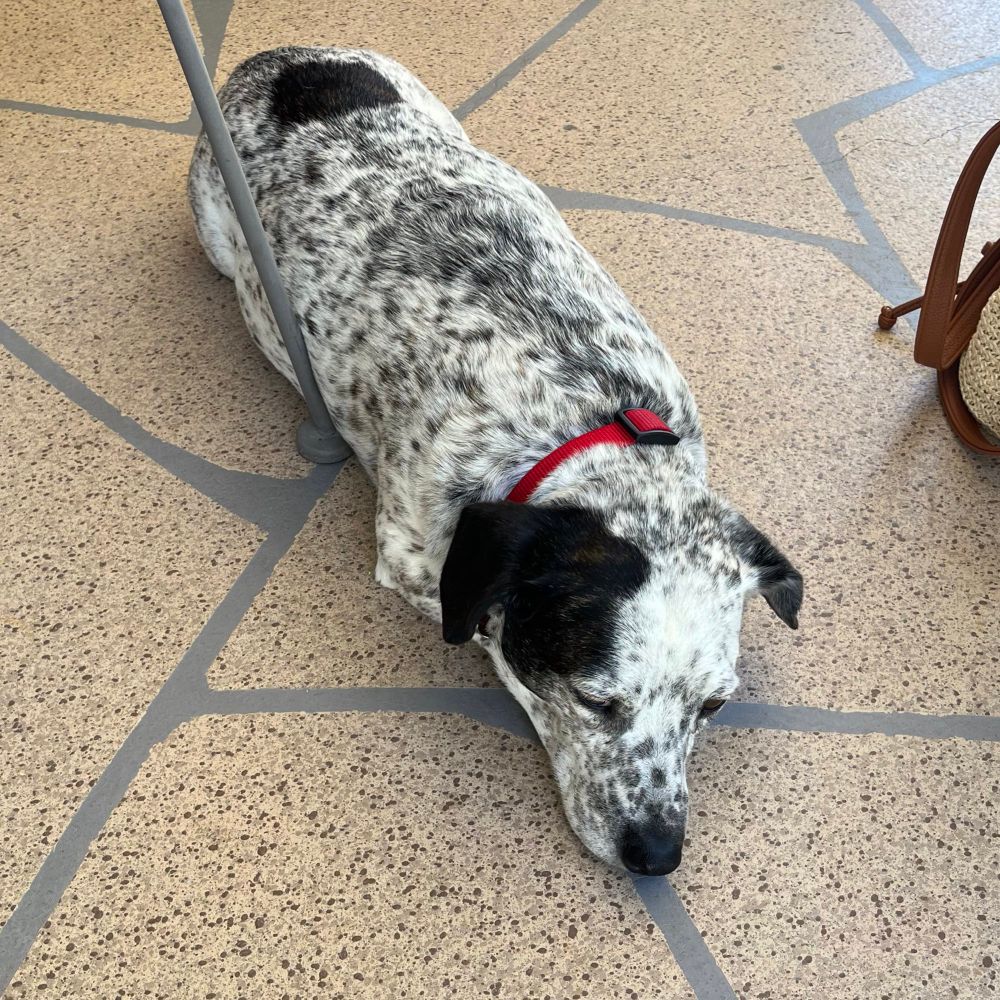 A long-backed dachshund & cattle dog mix sleeps on a painted patio 