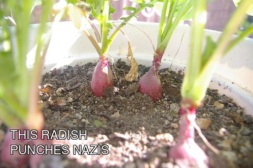 A photograph of a radish that heroically punches Nazis