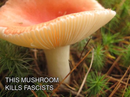 A photograph of a mushroom that heroically kills fascists