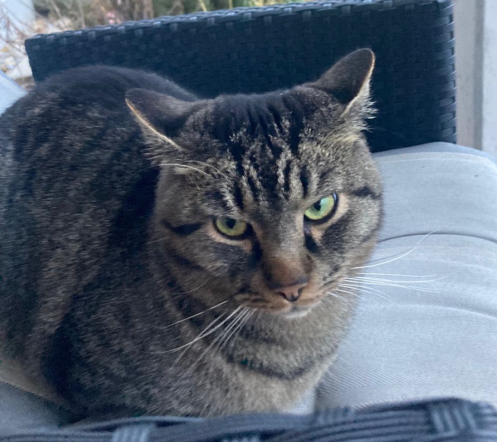 Foto einer grimmig dreinblickenden Katze auf einem Gartenstuhl.