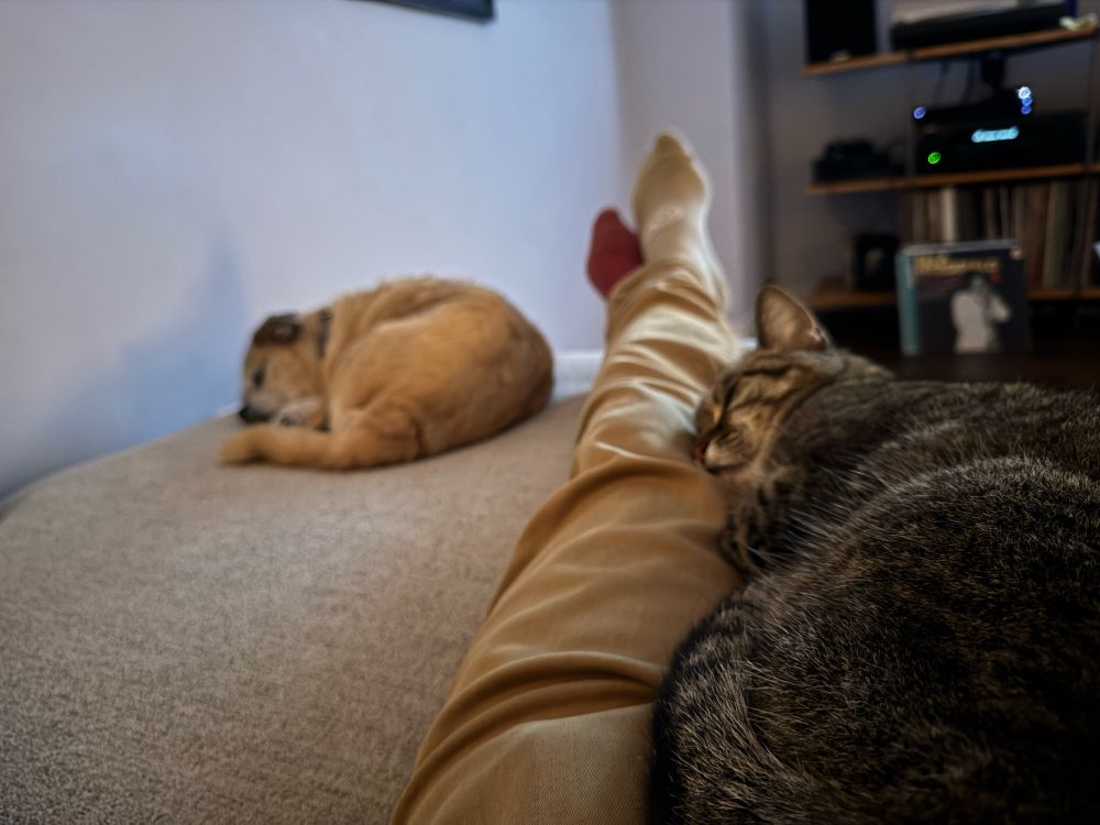 Xena curled up on my legs while Izzy sleeps by my feet
