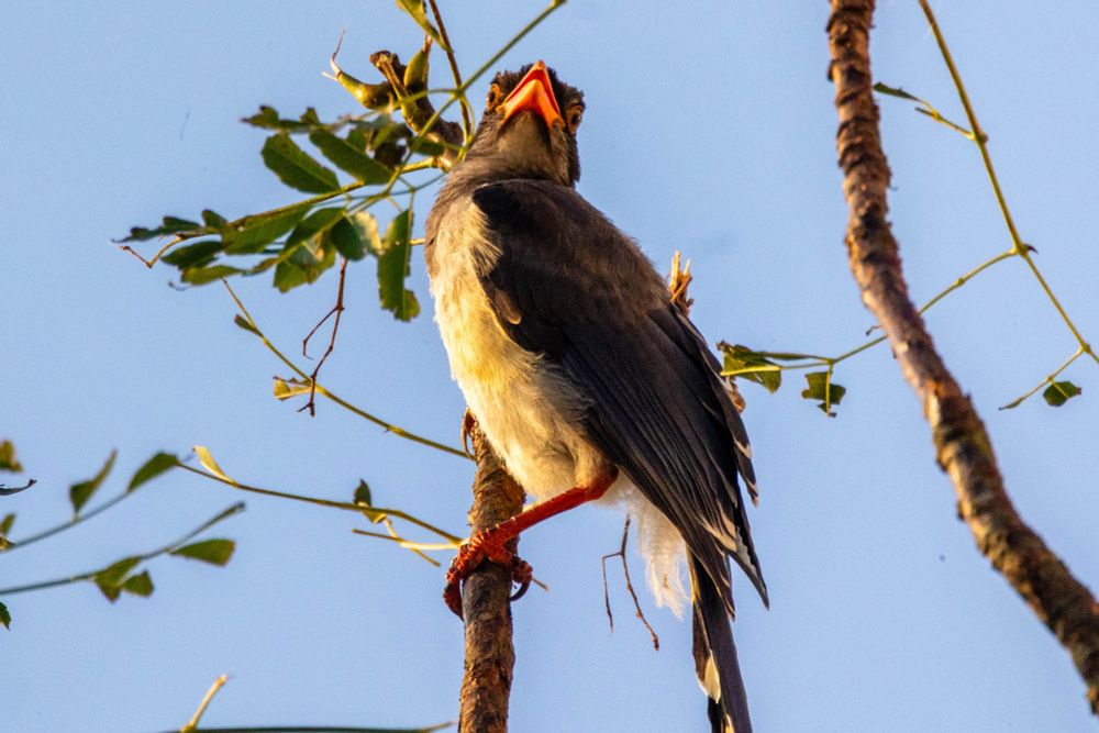 A red-billed blue magpie perched on a branch, looking at the camera