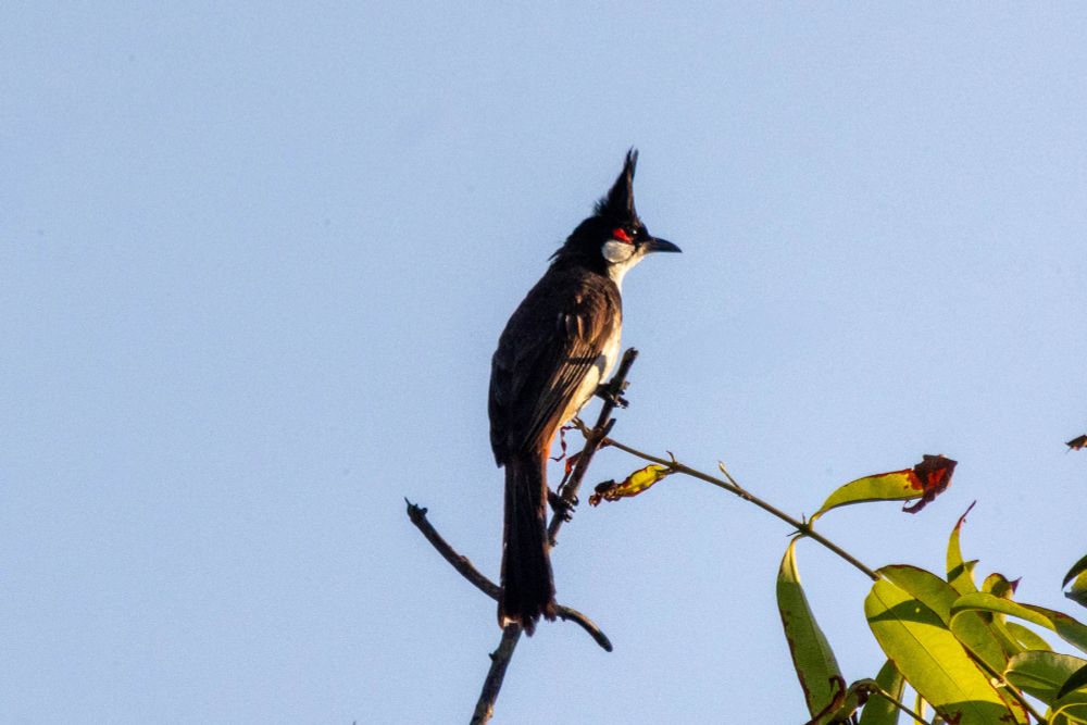 Red-whiskered bulbul perched on a branch