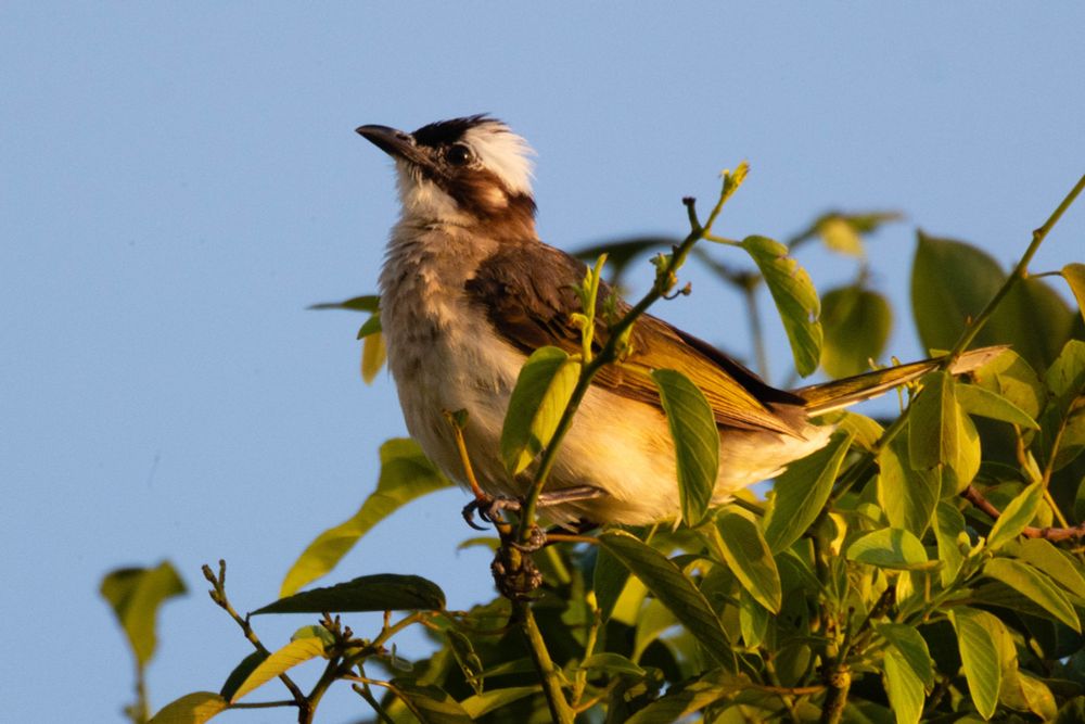Light-vented bulbul perched in a tree