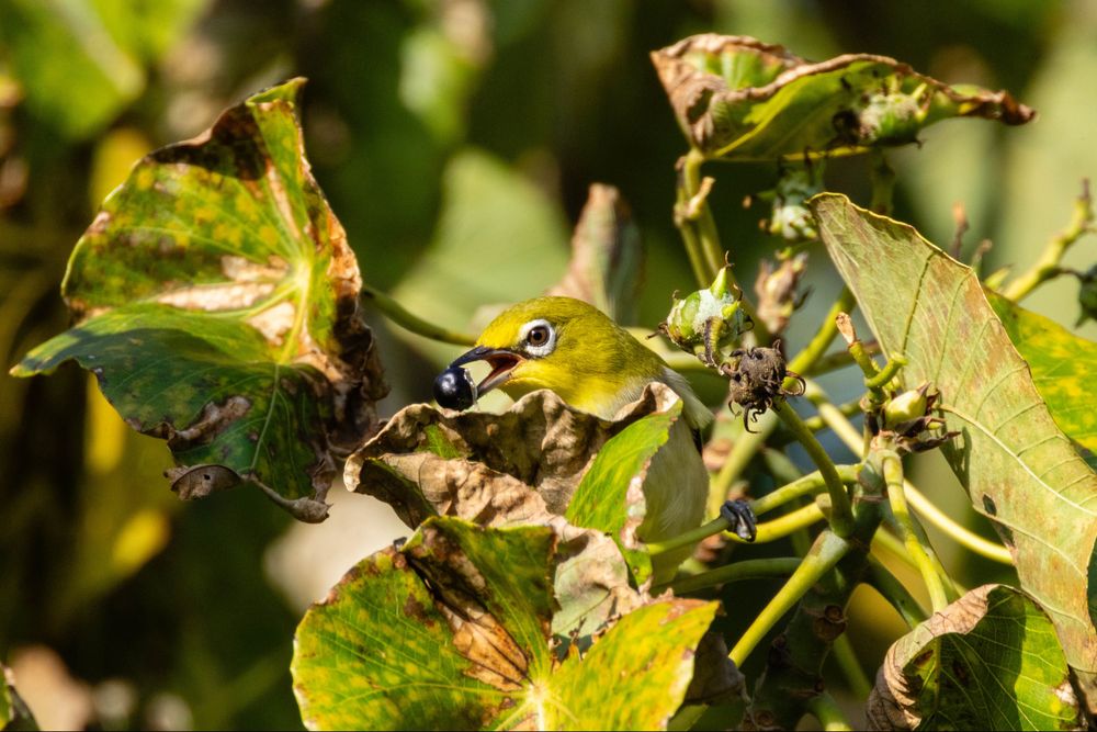 Indian white eye with a berry in its beak