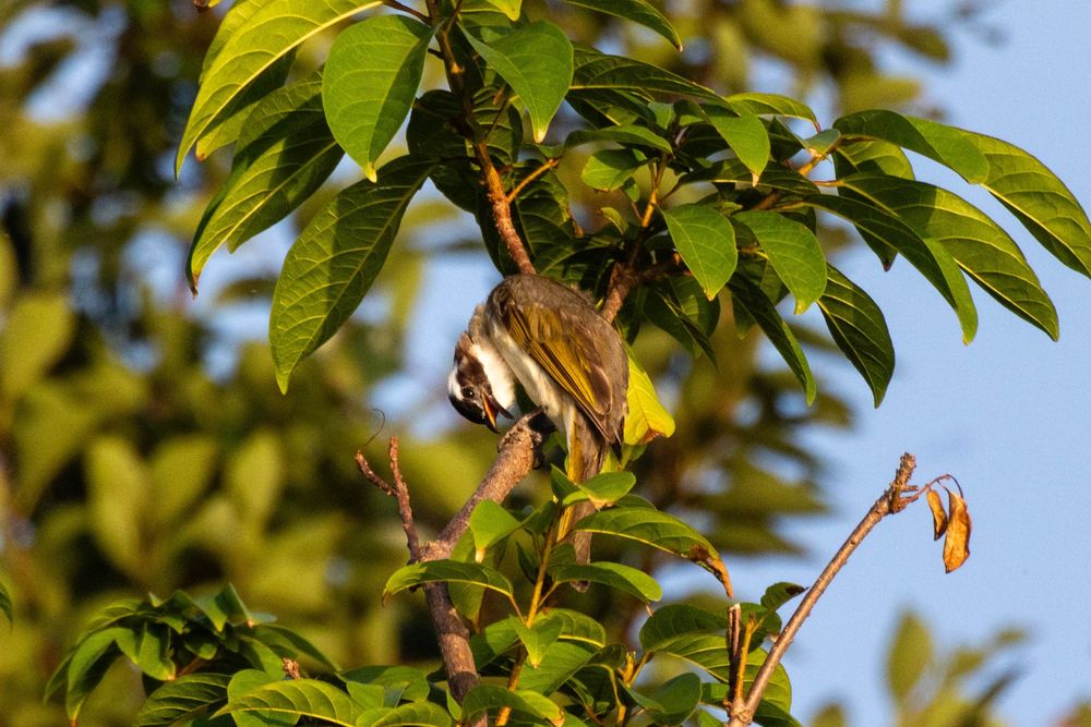 Light-vented bulbul perched on a branch, preening