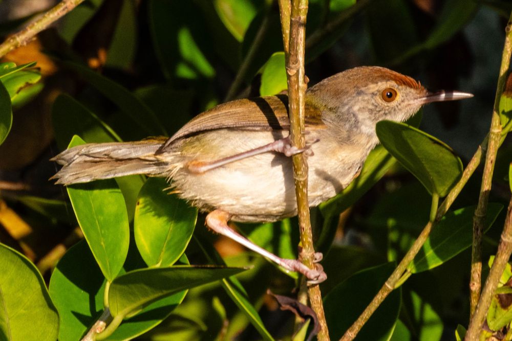 A common tailorbird perched on a branch