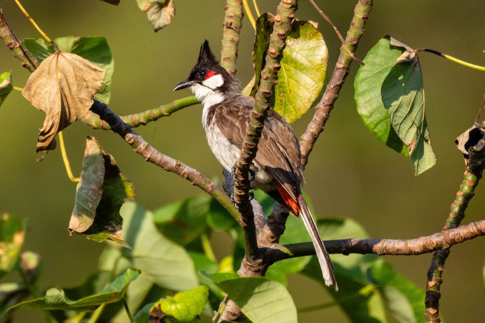 Red-whiskered bulbul perched on a branch