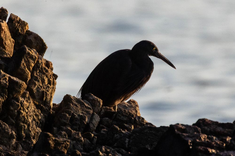 Pacific Reef Heron perched on rocks, with water in the background