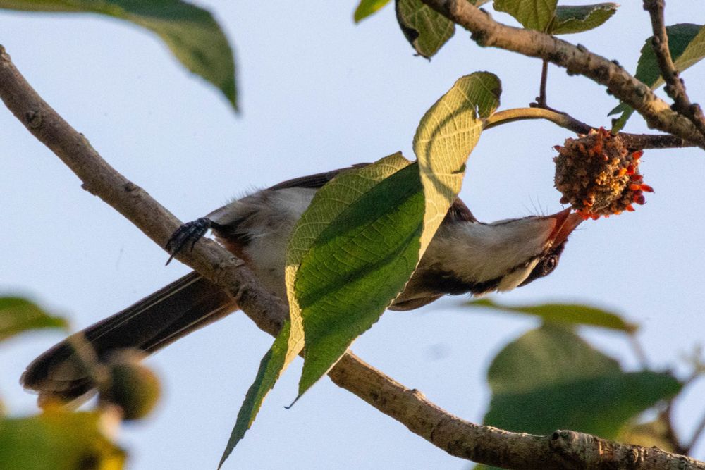 Red-whiskered bulbul perched on a branch probing a sac or pod in a tree on the HKUST campus here in Hong Kong