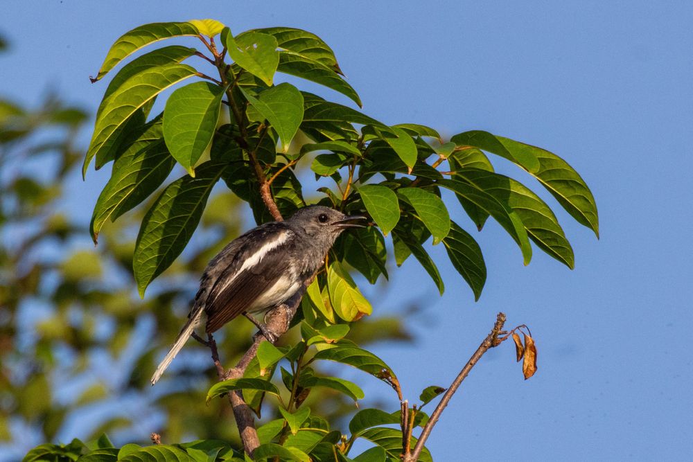 An oriental magpie robin perched in a tree