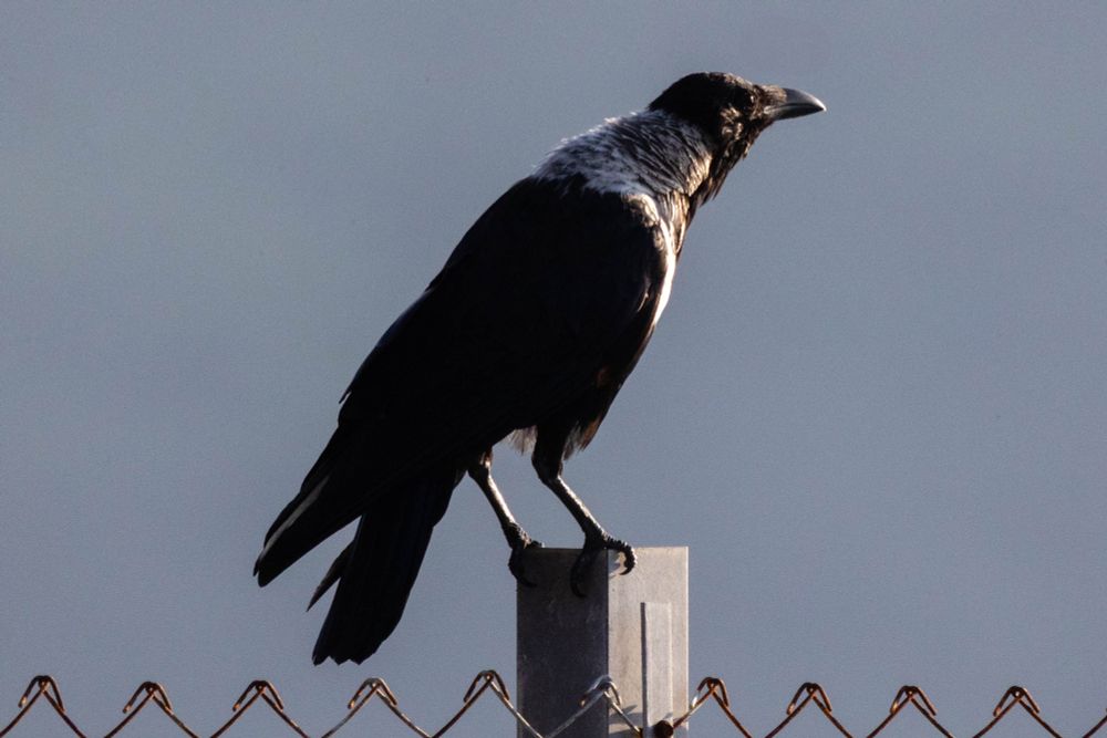 Collared crow perched on a fence post