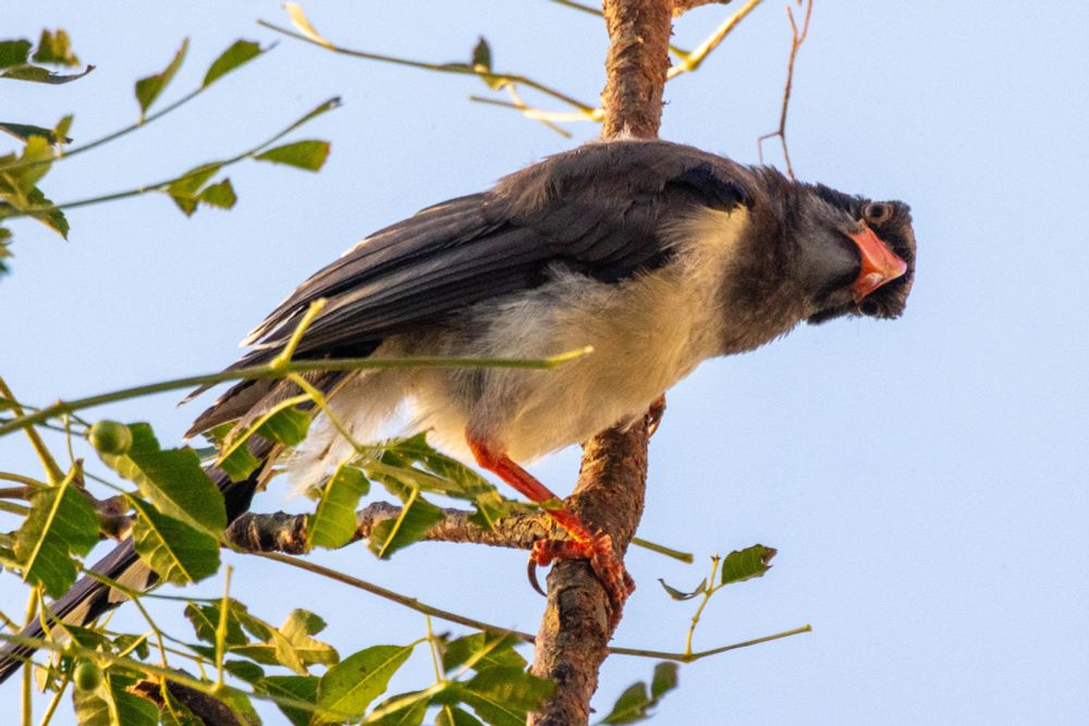 A red-billed blue magpie perched on a branch, with its head tilted sideways, looking at the camera