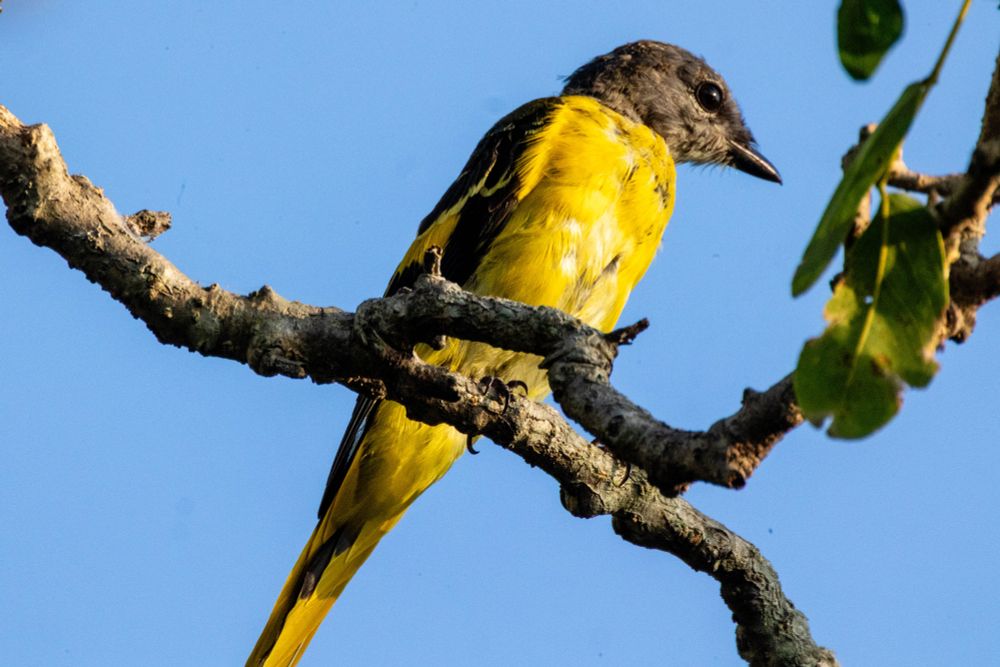 Grey-chinned minivet perched on a branch