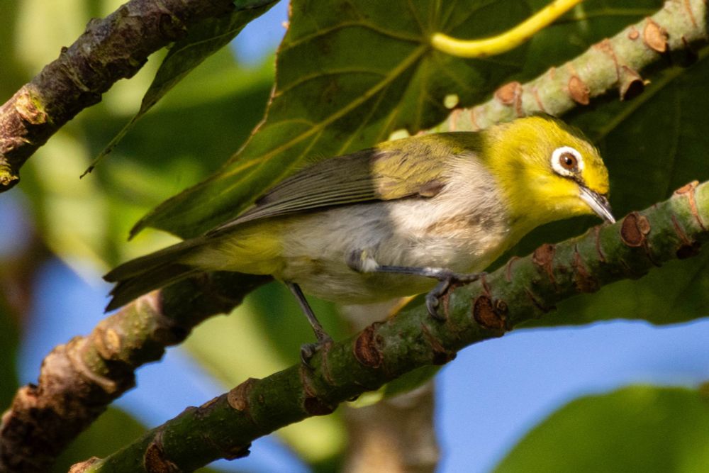 Indian white eye perched on a branch, with leaves behind