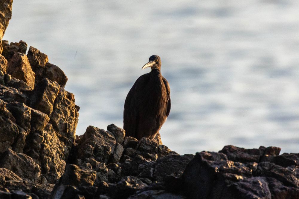 Pacific reef heron perched on rocks, facing the camera