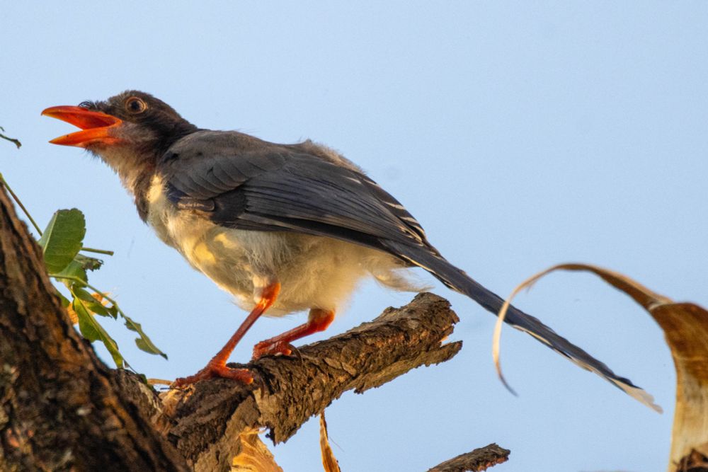 Red-billed blue magpie perched on a branch