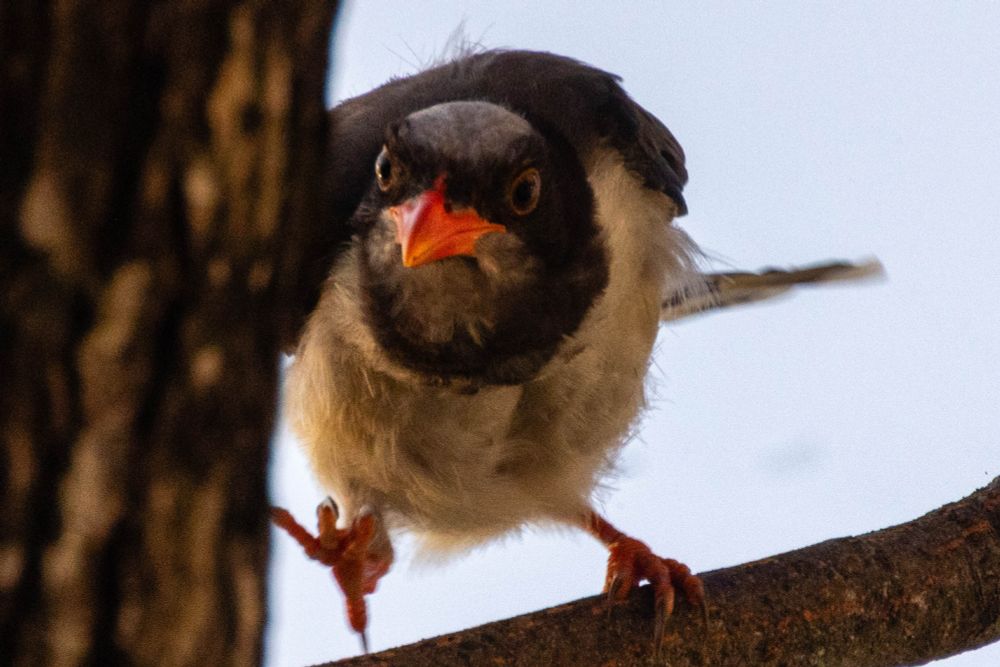 Red-billed blue magpie perched on a branch