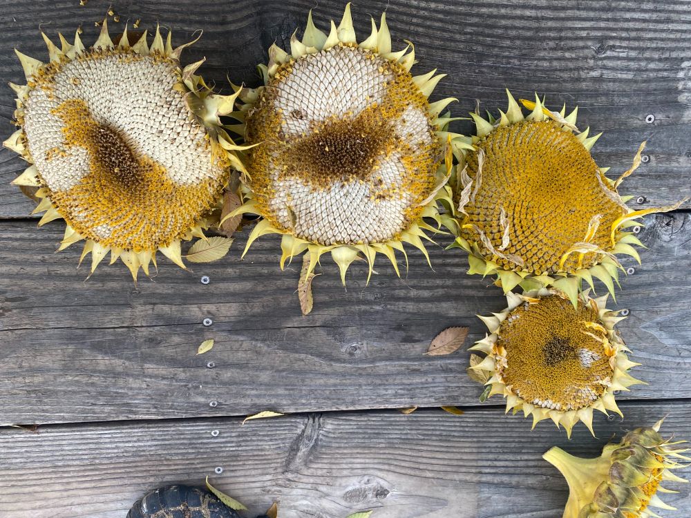 ... 
   
   th🌻n ++ th🌻 ++ v🌻hn 
   seed ++ s 
   pl(*)nt ++ ed 
   ++ July 3 rd 3.333 hour
   
... :) 
