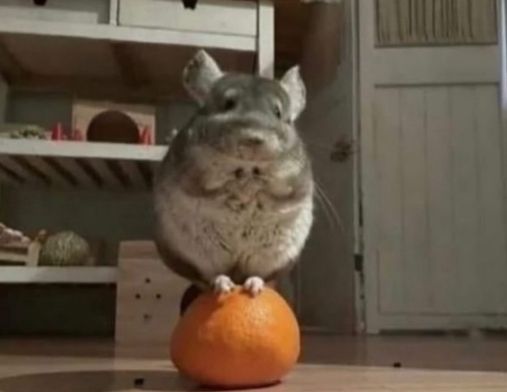 Chinchilla on an orange 