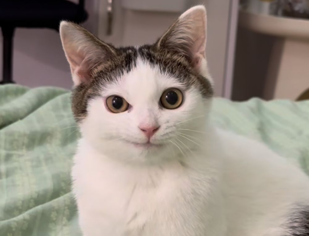 Smirk cat