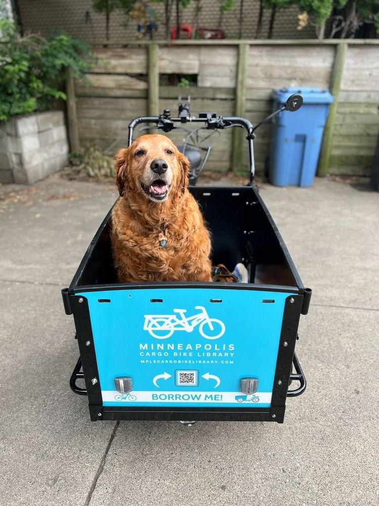 Adorable golden retriever sits in the MCBL Bunch bike