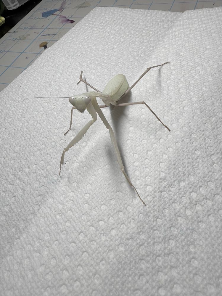 Hierodula membranecae being grumpy that I woke her up and showing off how pale she is. 