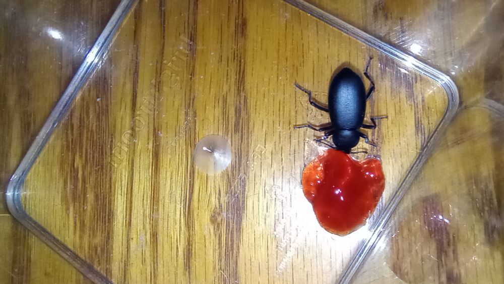 a desert stink beetle/darkling beetle in a plastic container, having a delicious grape jelly treat