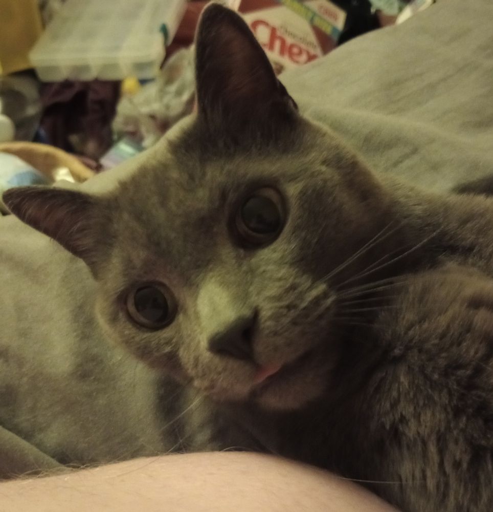 a grey cat going :p