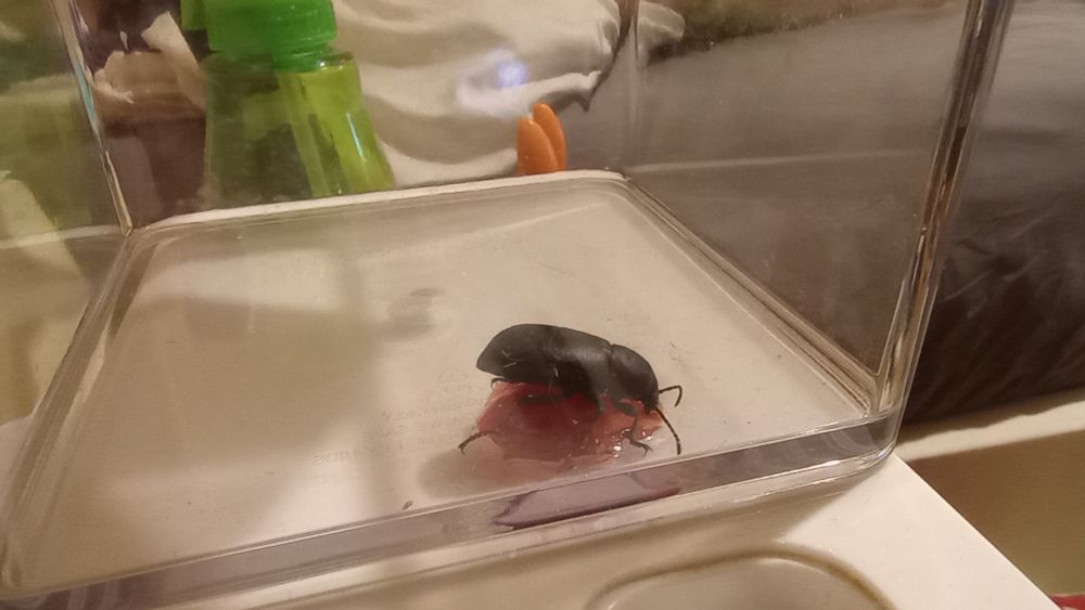 a desert stink beetle/darkling beetle in a plastic container, standing atop his delicious grape jelly treat, while still eating it