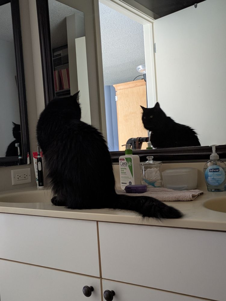Black long haired cat sitting on the vanity looking at his reflection 