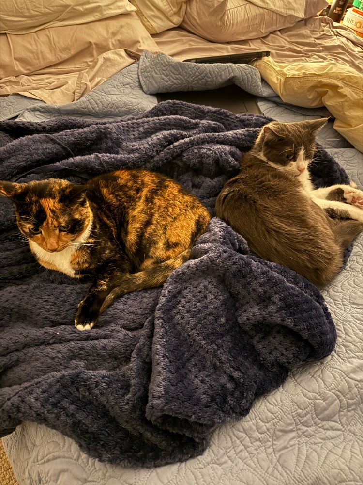 Two cats, one tortoiseshell and one grey with white legs and face, curled up on a navy-blue dressing gown.