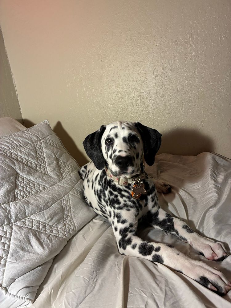 3 month old long-legged Dalmation lounging on a bed 